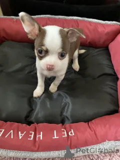 Дополнительные фото: Очаровательные пометы чихуахуа готовы к переезду в новый дом