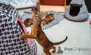 Фото №3. Игривые абиссинские котята.. Ирландия
