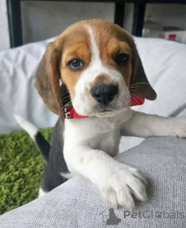 Фото №2 к объявлению №137155 о продаже бигля - купить в Германии заводчик