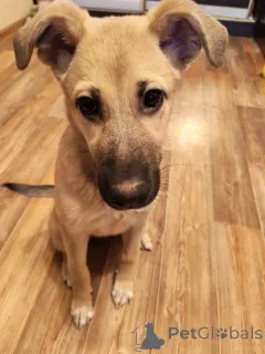 Фото №4. Продажа беспородную в Липецке частное объявление - цена Бесплатно