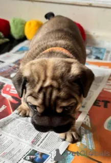 Фото №3. Upeita terveitä englanninbulldogin pentuja.  Финляндия