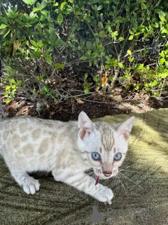 Фото №1. бенгальская - купить в Франкфурт-на-Майне за 69575₽. Объявление №152535