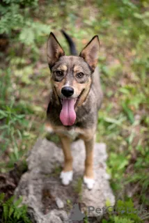 Фото №3. Флеш молодой шоколадный ураган ищет семью..  Россия