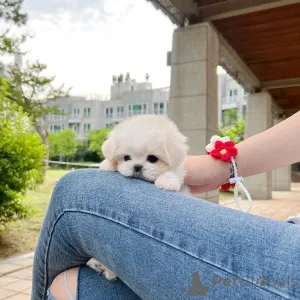 Дополнительные фото: Если у вас есть страсть к мальтийским щенкам и есть время, чтобы заботиться о