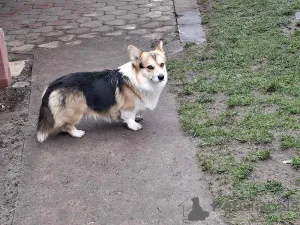 Дополнительные фото: Вельш-корги, 18 месяцев.