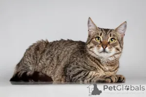 Фото №2 к объявлению №166044 о продаже  - купить в России из приюта