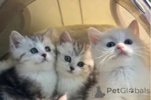 Дополнительные фото: Котята Манчкин