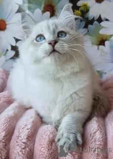 Фото №3. Знайомтесь з Ріаною вашим майбутнім другом Невської маскарадної!. Украина