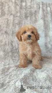 Фото №1. мальтипу - купить в Хельсинки за Бесплатно. Объявление №160296