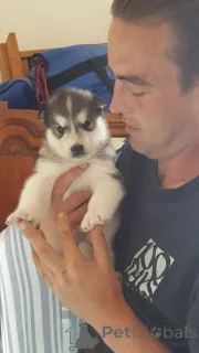 Фото №1. аляскинский маламут - купить в Brasschaat за 55660₽. Объявление №164837