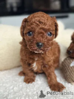 Фото №3. Urocze szczenięta pudla do adopcji.  Польша