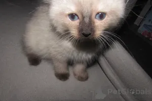 Фото №4. Продам рэгдолла в Чарльстон заводчик - цена 49283₽