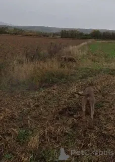 Фото №4. Продажа веймаранера в Крусевак  - цена 46384₽