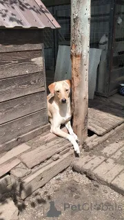 Фото №2 к объявлению №148956 о продаже беспородную - купить в России частное объявление