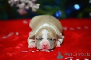 Дополнительные фото: Щенки амстаффа из питомника