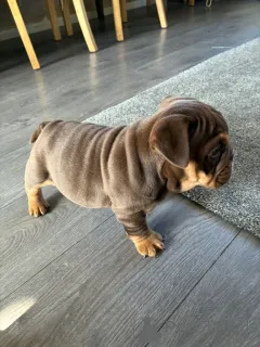 Фото №1. английский бульдог - купить в Брюсселе за 27830₽. Объявление №167817