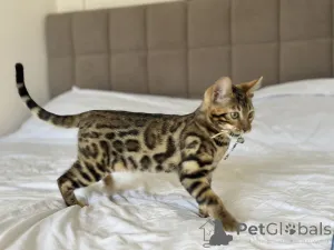 Дополнительные фото: Шикарный Бенгальский кот