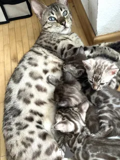 Фото №1.  - купить в Карлсруэ за договорная. Объявление №146423