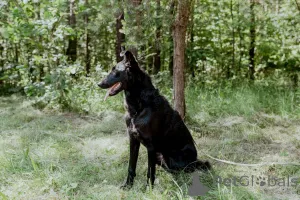 Дополнительные фото: Прекрасная юная собака Наоми в дар