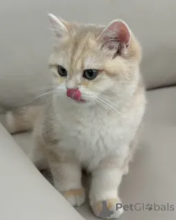 Дополнительные фото: Познакомьтесь с Оливером, нежным маленьким джентльменом с золотыми глазами и