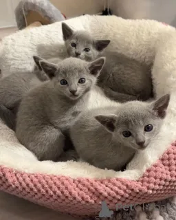 Фото №1. русская голубая - купить в Людвигсхафен за 32468₽. Объявление №151259