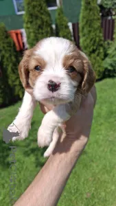 Дополнительные фото: Чистокровные щенки Кавалер-Кинг-Чарльз-Спаниель.