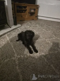 Фото №1. лабрадор-ретривер - купить в Следующий за 37107₽. Объявление №157790