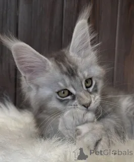 Фото №3. Мейн-КунKätzchen. Германия