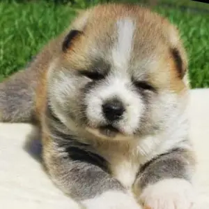 Фото №1. акита-ину - купить в Киеве за 32063₽. Объявление №4158