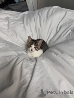 Фото №3. Симпатичные и очаровательные домашние котята доступны для продажи. Финляндия