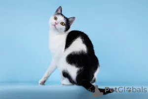 Дополнительные фото: Очаровательная кошечка Лягушонка ищет дом.