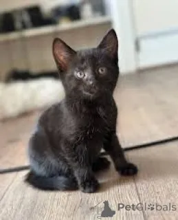 Фото №3. Chatons Bombay доступны на заказ.. Бельгия