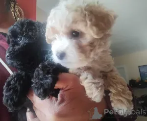 Фото №2 к объявлению №150142 о продаже мальтипу - купить в Германии частное объявление, заводчик