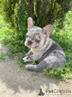 Дополнительные фото: Hello, french bulldog puppies for sale.