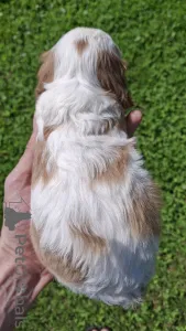 Дополнительные фото: Чистокровные щенки Кавалер Кинг Чарльз Спаниель