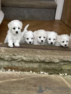 Фото №3. Wunderschöner Wurf Bichon Frise-Welpen.  Германия