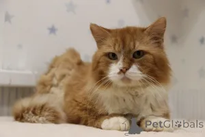 Фото №3. Леонард благородный рыжий котик мечтает обрести семью и дом!. Беларусь