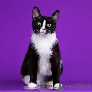 Дополнительные фото: шикарные кошки ищут дом! Кому близнецов?