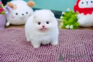 Фото №1. померанский шпиц - купить в Аскаффенбург за договорная. Объявление №160057