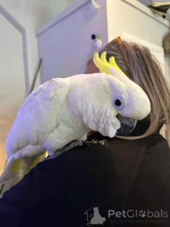 Фото №1.  - купить в Зальцбург за Бесплатно. Объявление №162294