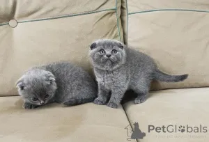 Фото №2 к объявлению №138081 о продаже шотландская вислоухая (скоттиш фолд) - купить в Германии 