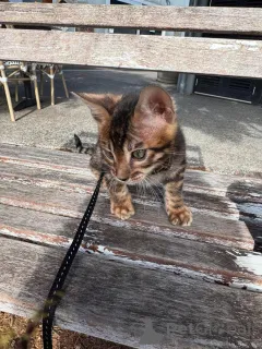 Фото №2 к объявлению №153283 о продаже бенгальская - купить в Швеции частное объявление