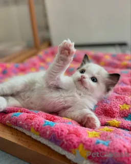 Фото №2 к объявлению №158062 о продаже рэгдолл - купить в Германии заводчик