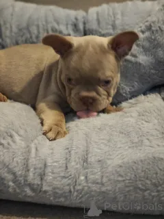 Дополнительные фото: Очаровательные щенки готовы растопить ваше сердце!