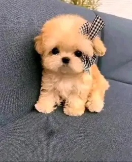 Фото №2 к объявлению №151119 о продаже  - купить в Бельгии частное объявление, из питомника