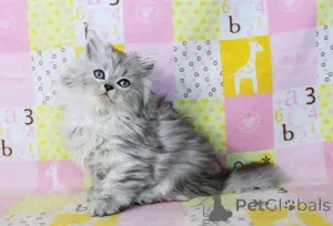 Фото №3. 3 котенка Рэгдолл на переезд.. Финляндия