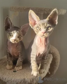 Дополнительные фото: Три прекрасных брата и сестра