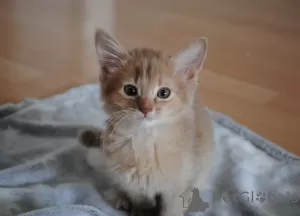 Дополнительные фото: Somali kittens looking for a forever homes