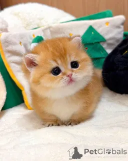 Фото №3. Британский короткошерстный котенок-мальчик. Германия