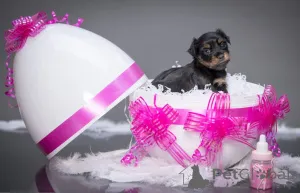 Дополнительные фото: Той терьер Русский Той щенки с родословной